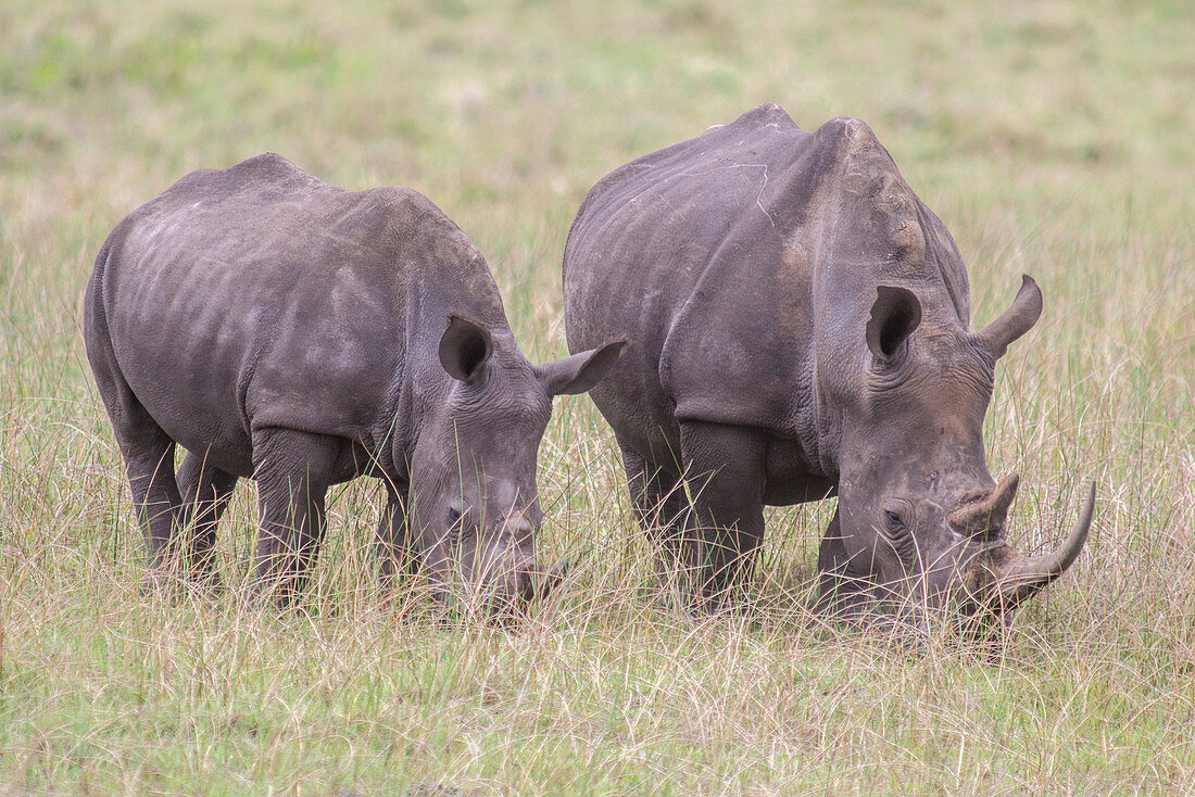 Rhinoceros grazing, Kwazulu-Natal, South Africa