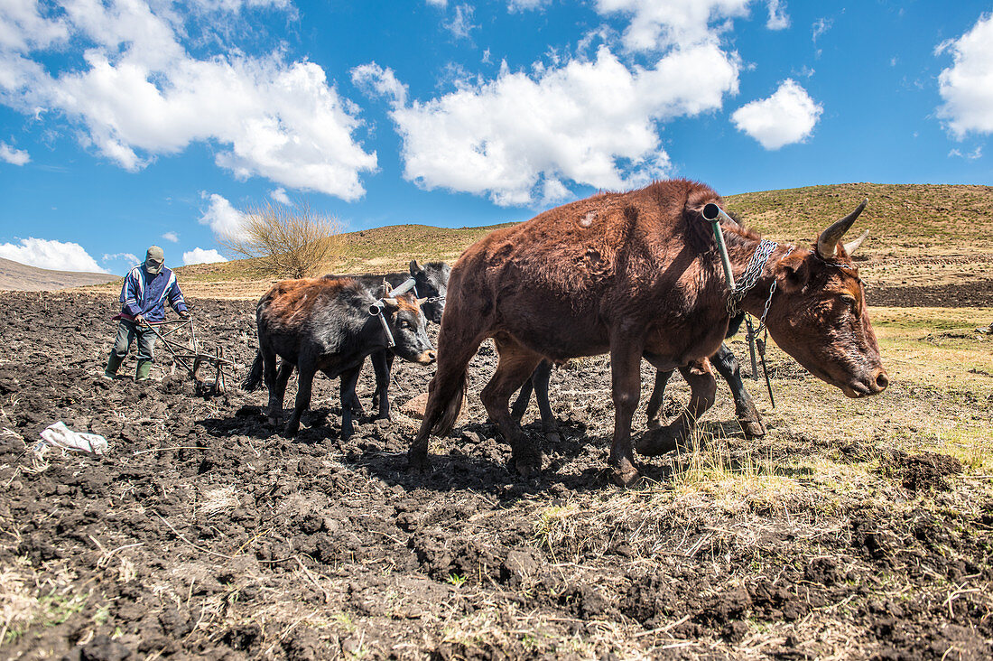 Oxen pulling a plow, Somenkong, Lesotho