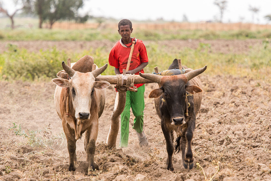 Using cattle to till ground, Meki Batu, Ethiopia
