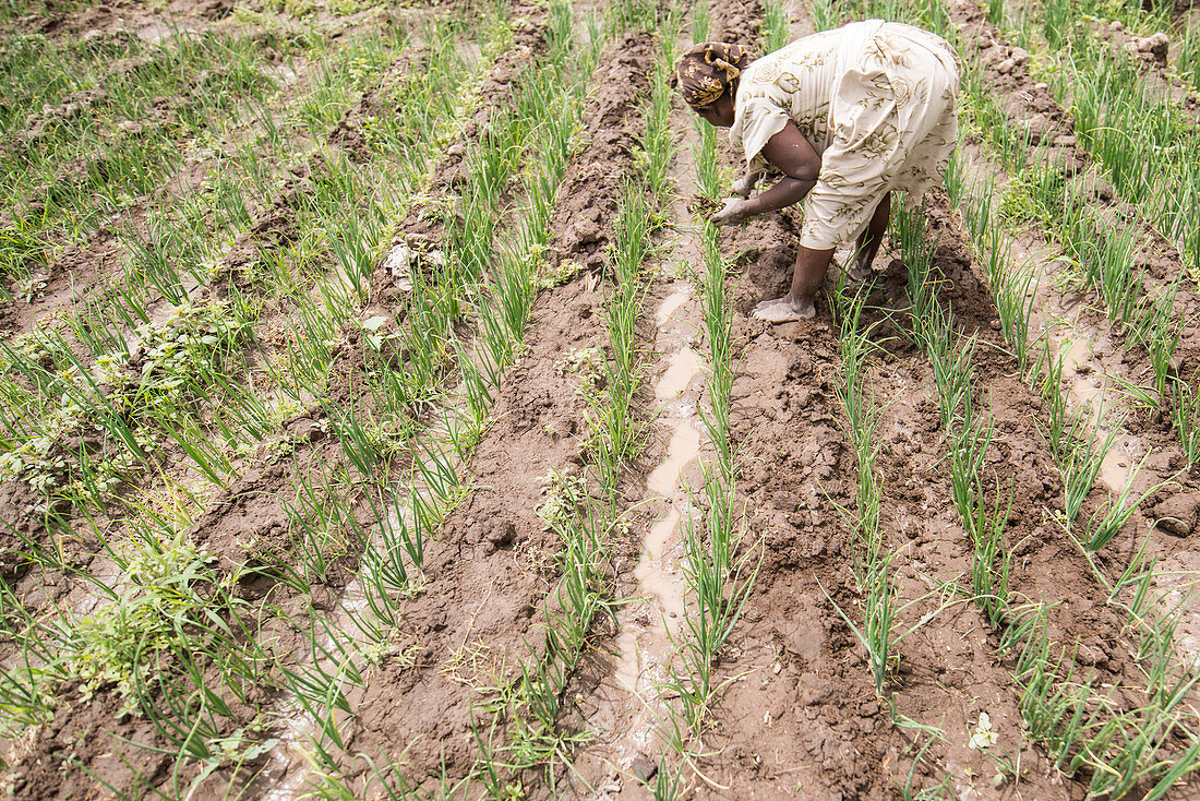 Workers weeding onion fields, Meki Batu, Ethiopia