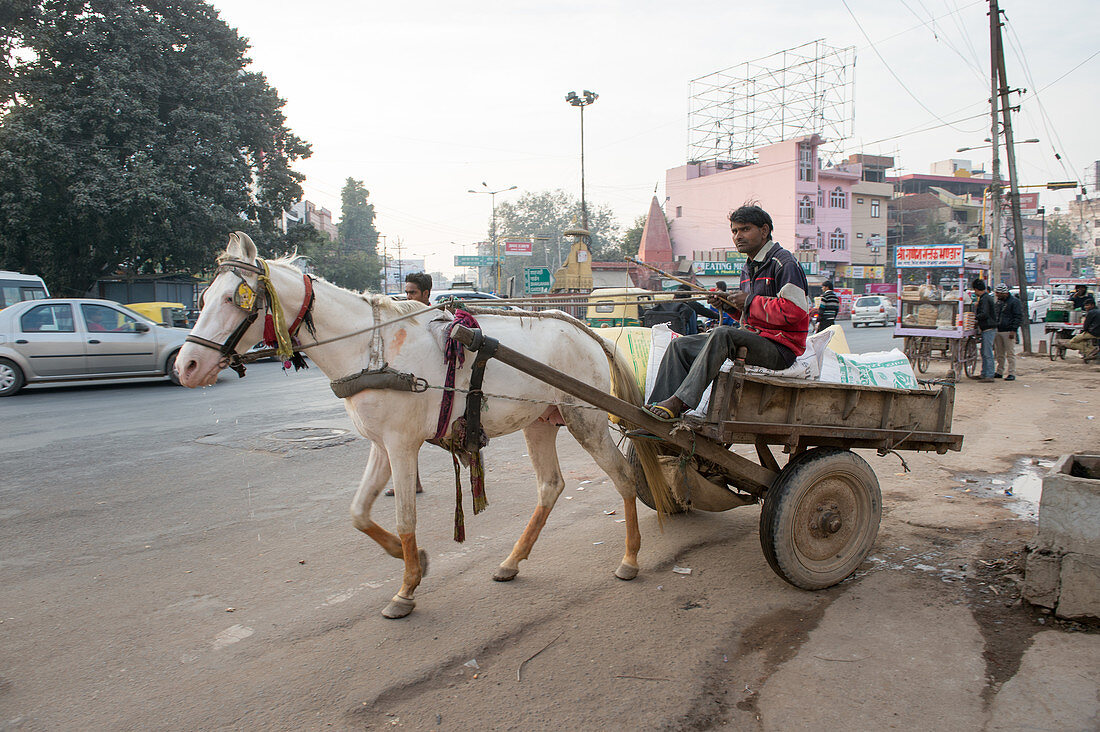 Man steering a horse-drawn cart, Agra, India