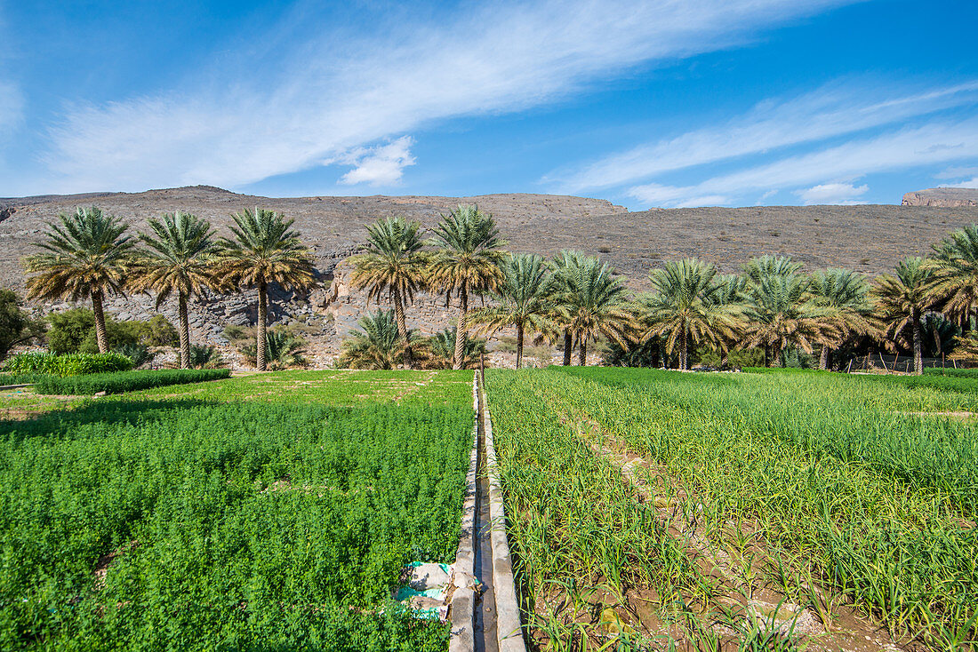 Date farm, Wadi Ghul, Oman