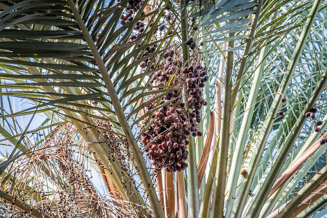 Dates growing on a date palm