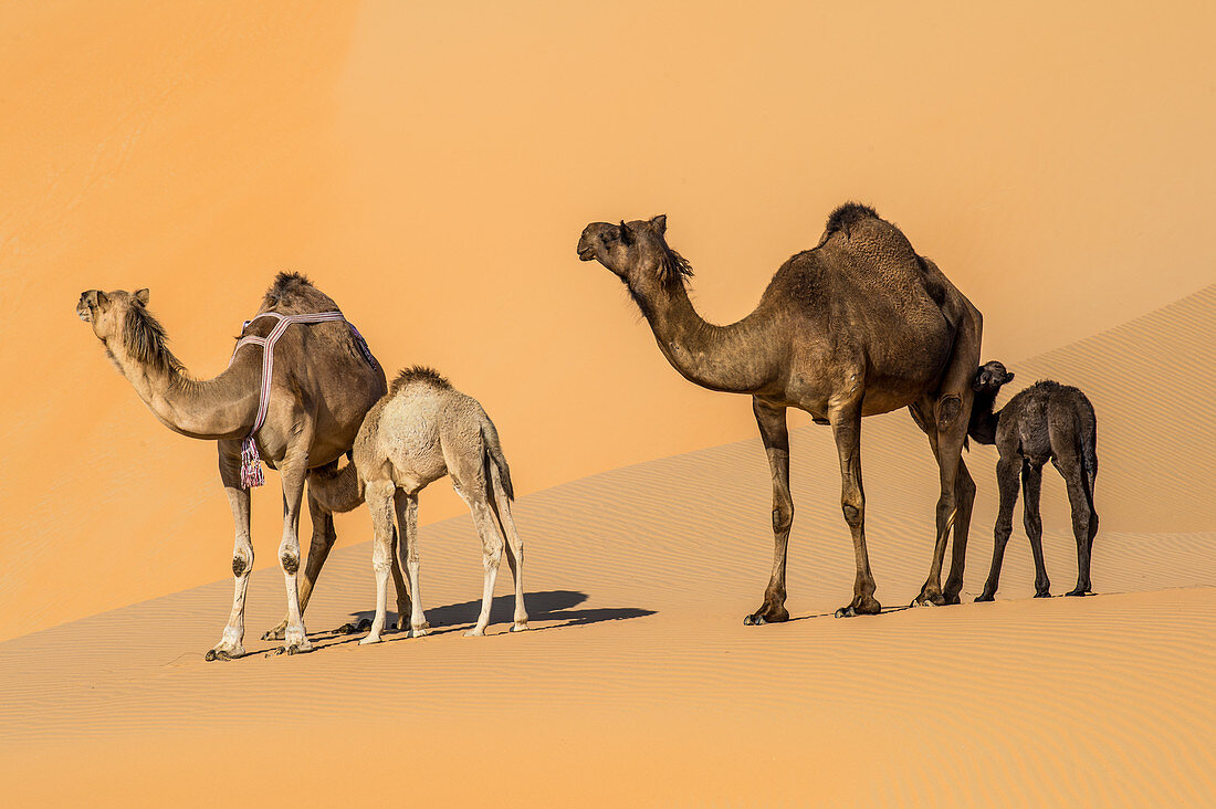 Female camels and their young
