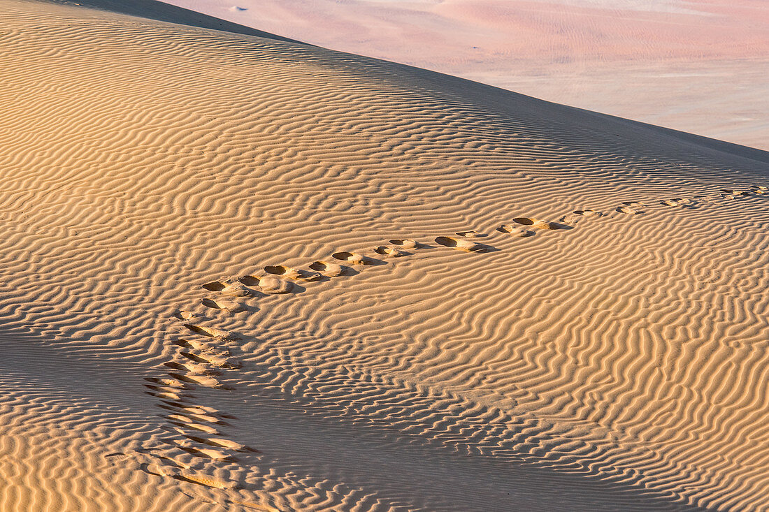 Tracks in sand dunes, Liwa Oasis, Abu Dhabi, UAE
