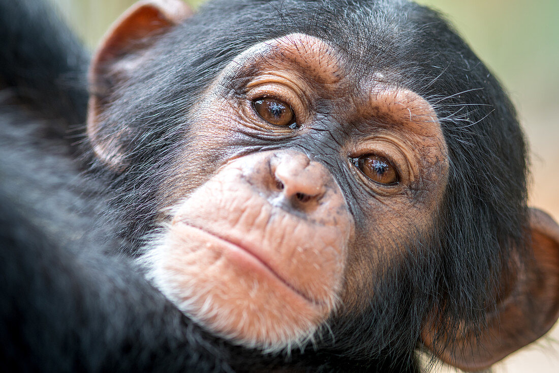 Baby chimpanzee's face