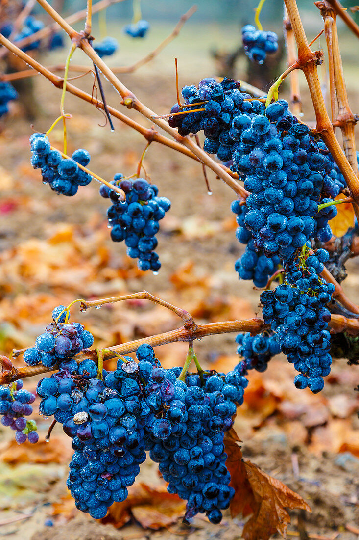 Grape bunch, Bargota, Tierra Estella, Navarre, Spain