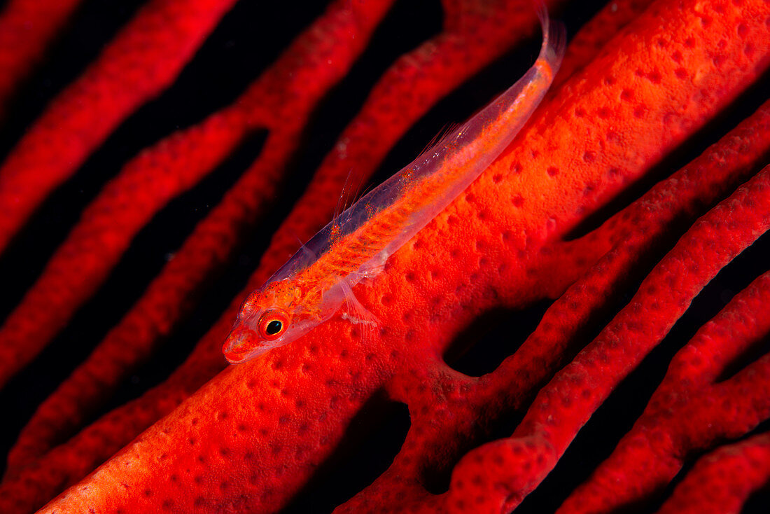 Coral goby on red gorgonian