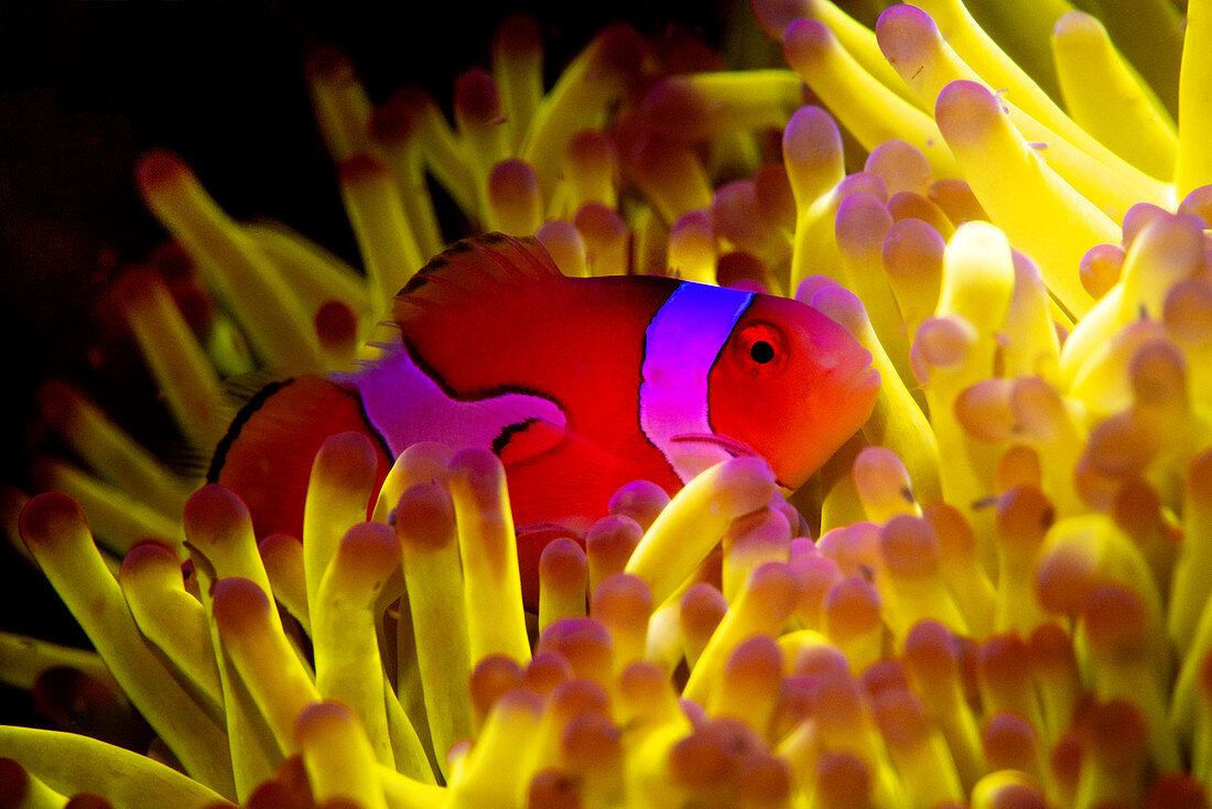 Clown anenomefish in fluorescing anenome