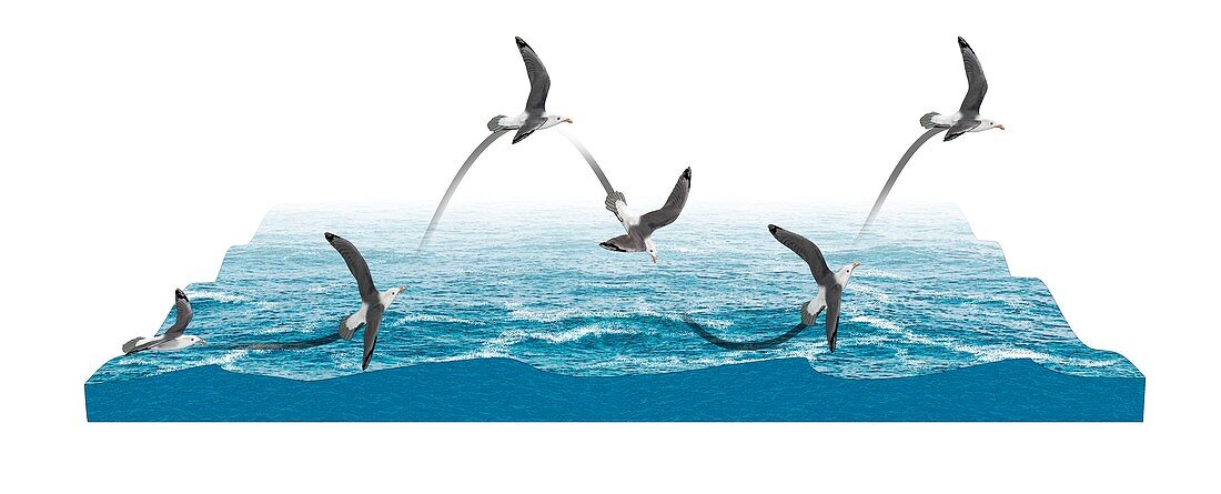 Albatross flying using dynamic soaring, illustration