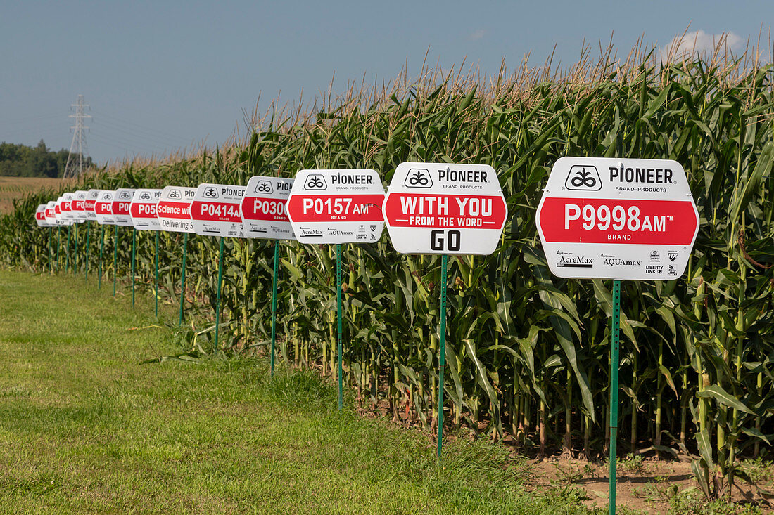 Genetically modified corn farm, USA