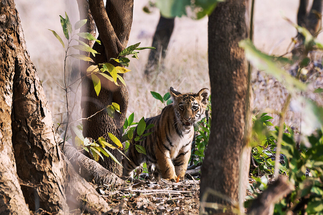 Bengal tiger cub, India