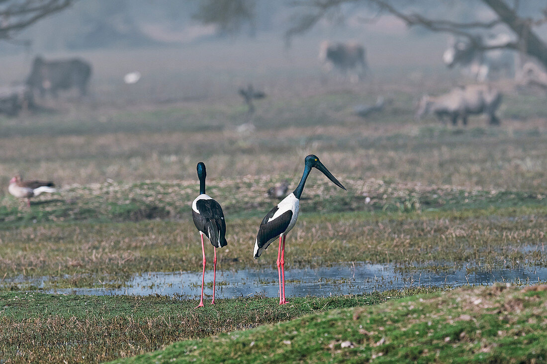Black-necked stork, India