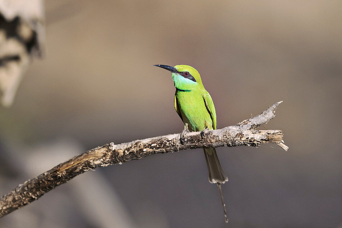 Green bee-eater, India