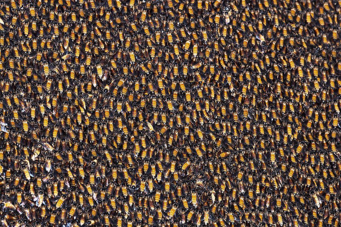 Jungle bees, India