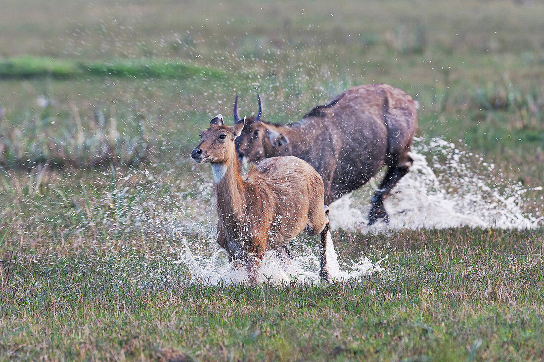 Nilgai, India