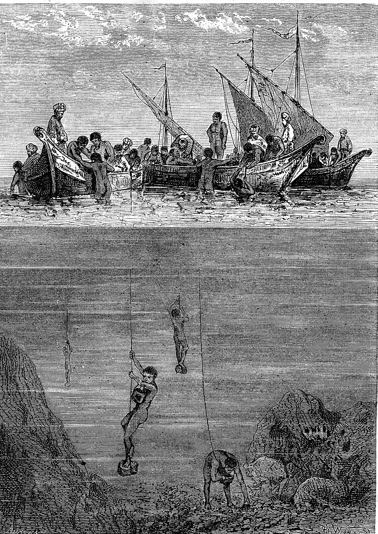19th Century pearl divers, Indian Ocean, illustration