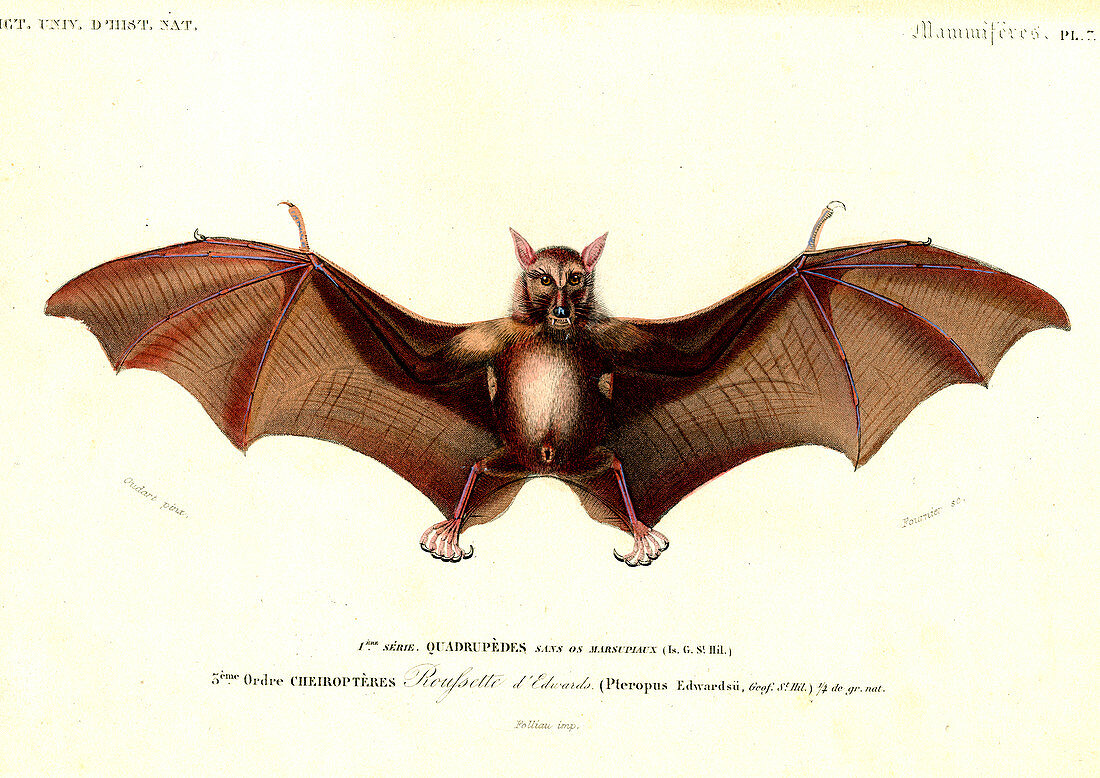 Fruit bat, 19th Century illustration