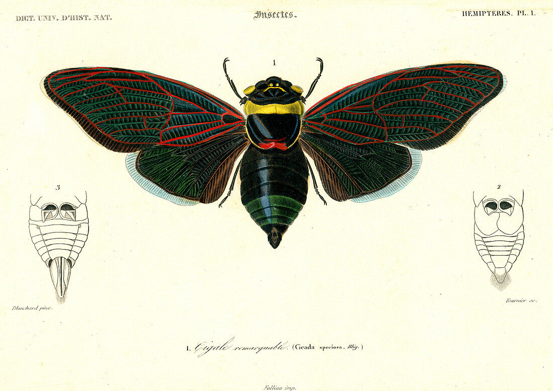 Cicada, 19th Century illustration