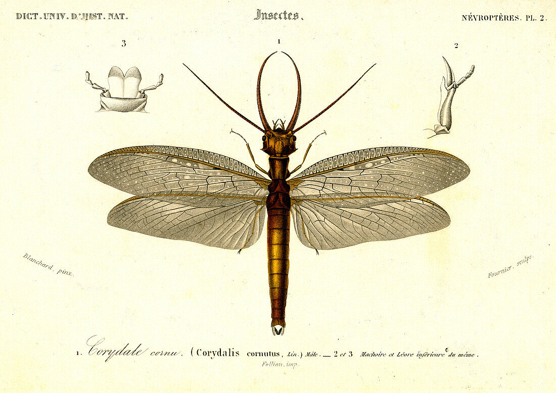 Dobsonfly, 19th Century illustration