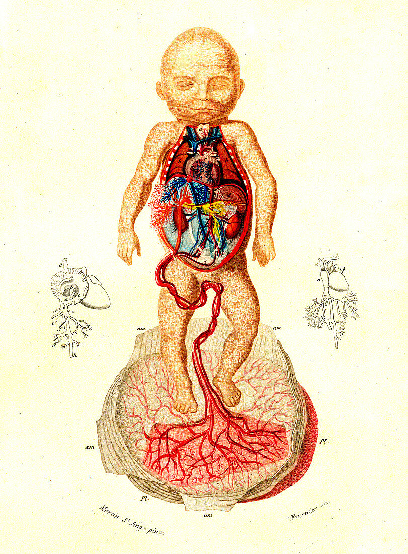 Foetal blood supply, 19th Century illustration