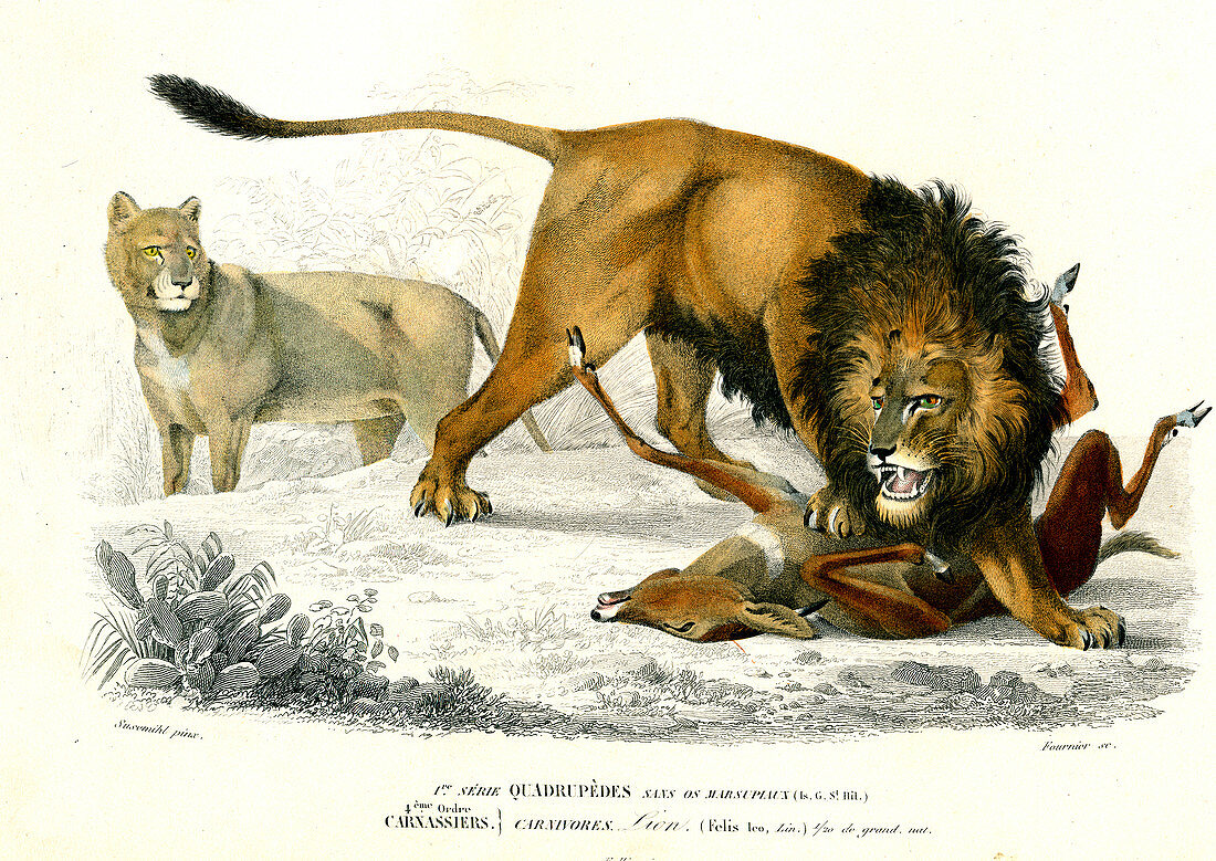Lion, 19th Century illustration