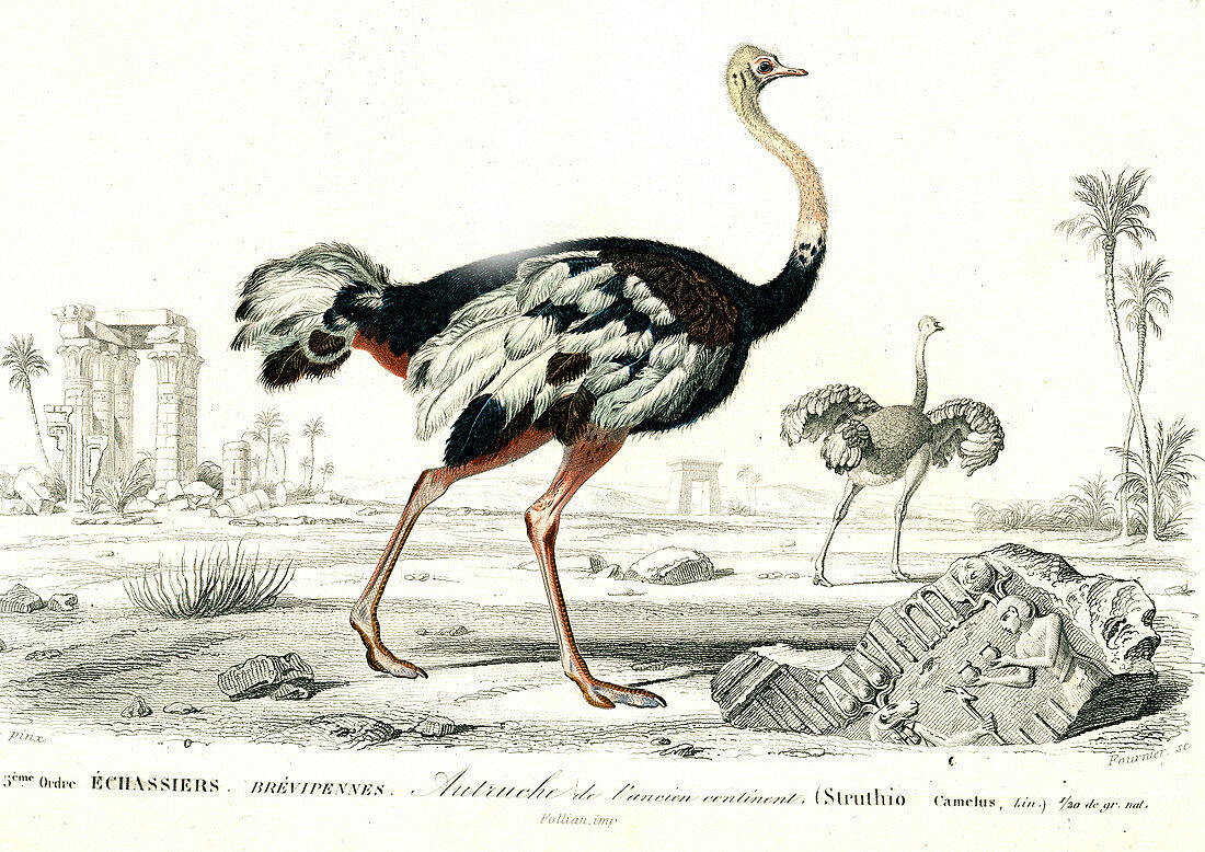 Ostrich, 19th Century illustration