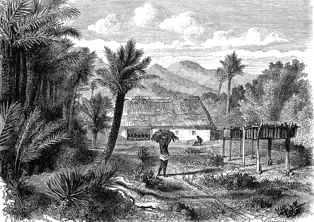 Tobacco farming, 19th Century illustration