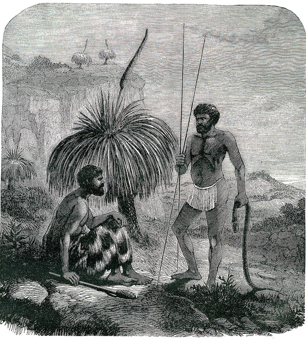 19th Century Australian snake hunters, illustration