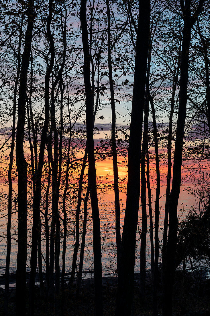 Forested shoreline at sunrise