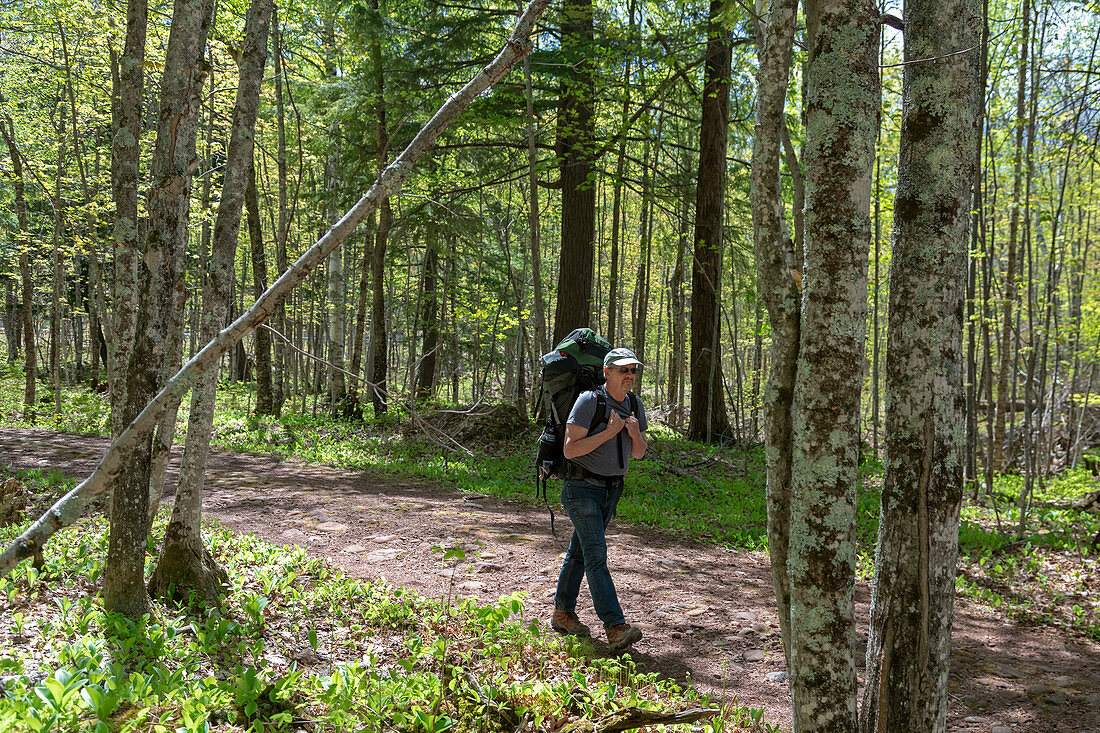 Hiker walking in forest, Michigan, USA