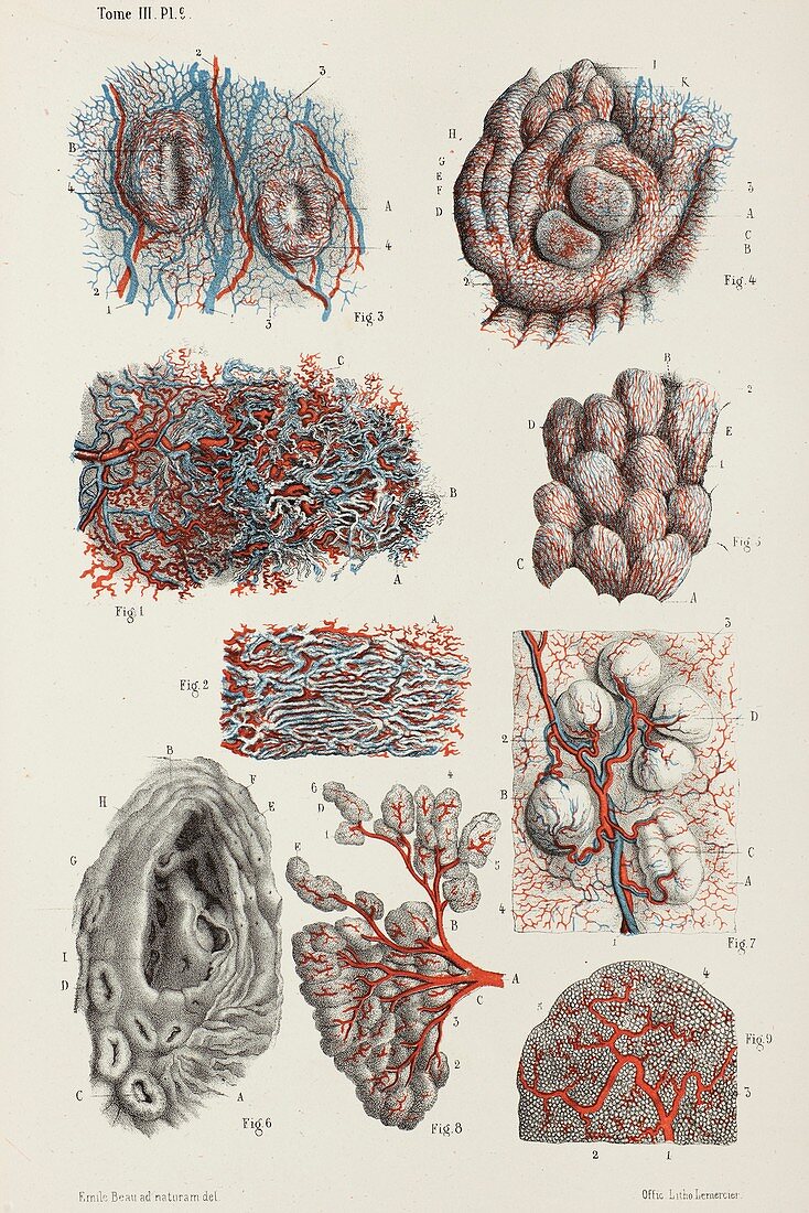 Oral mucosa and salivary glands, 1866 illustration