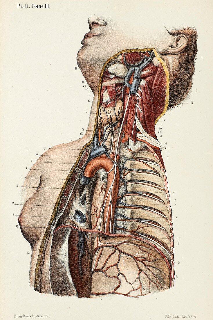 Throat and chest anatomy, 1866 illustration