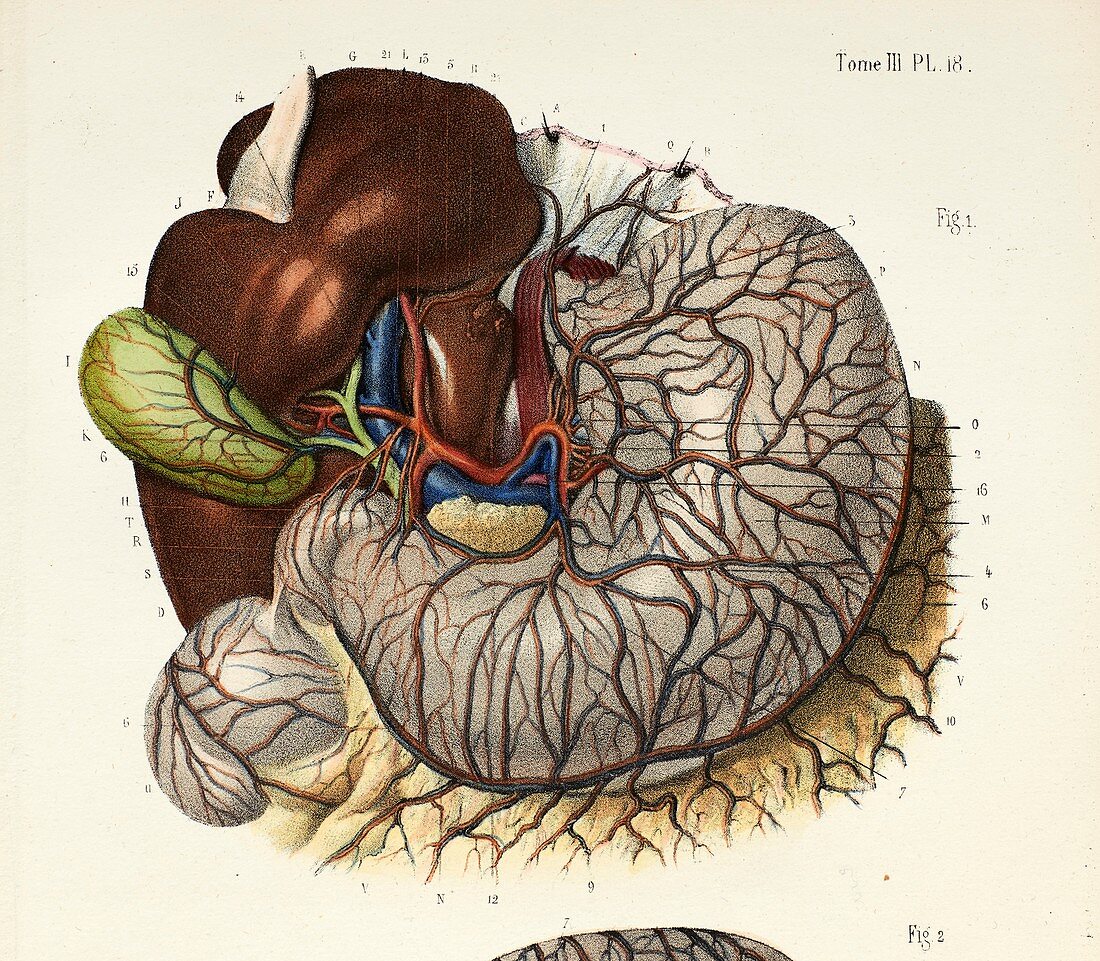 Stomach and liver anatomy, 1866 illustration