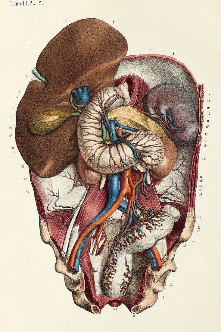 Digestive system vascular anatomy, 1866 illustration