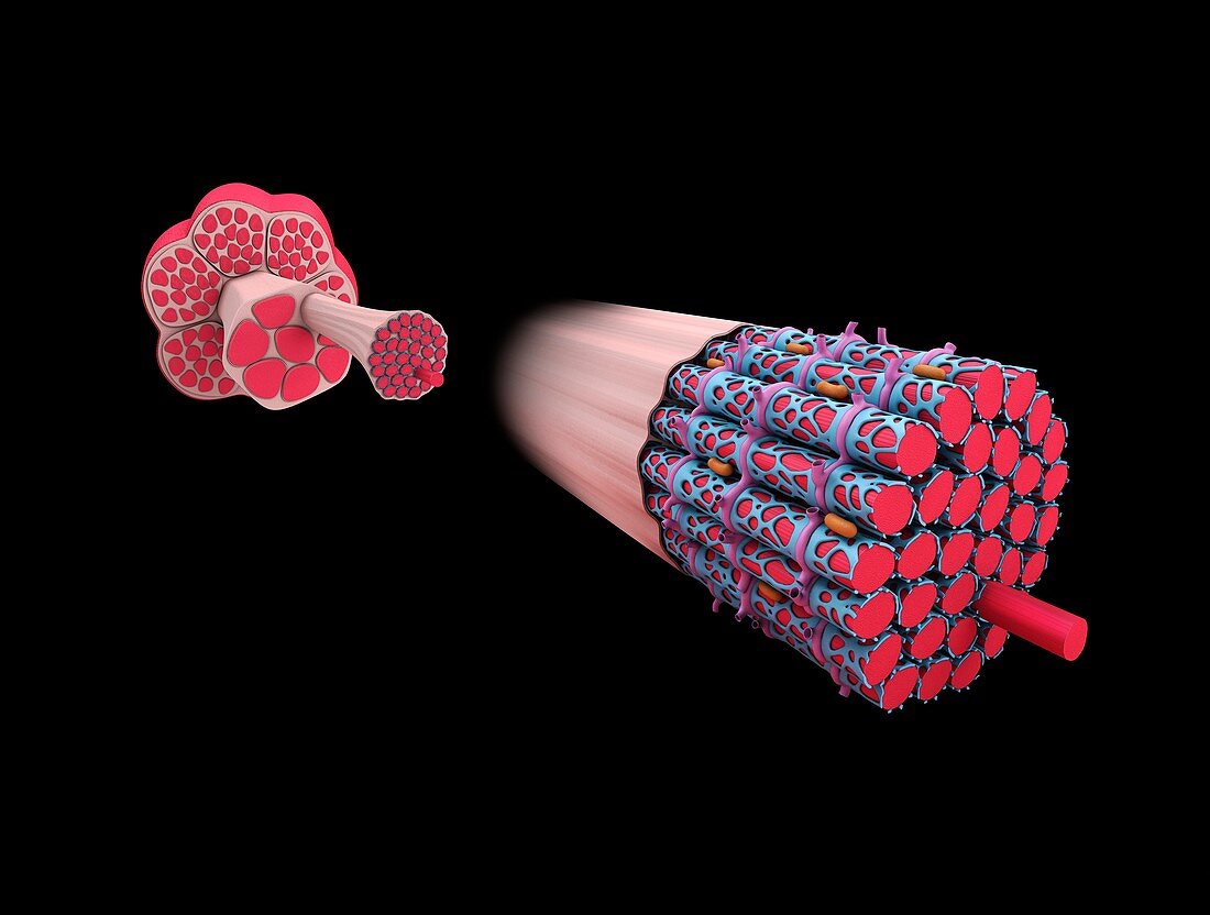 Muscle structure, illustration