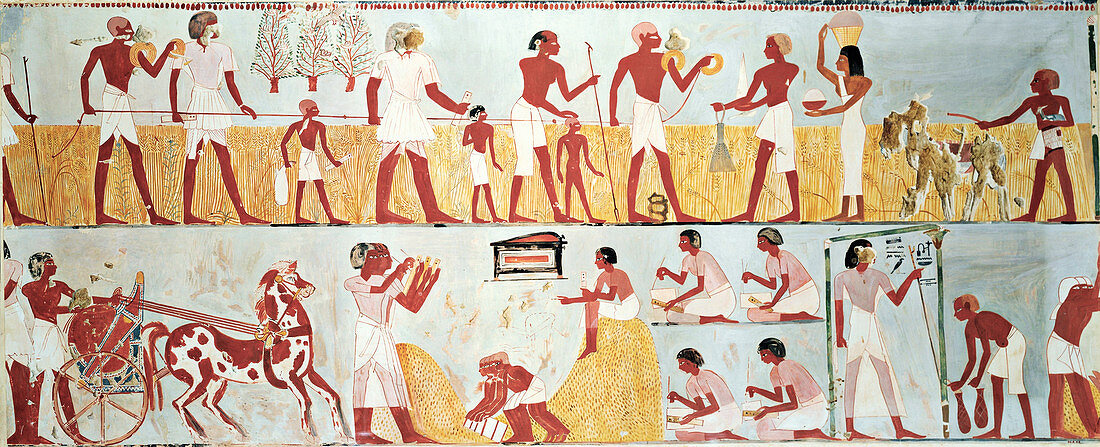 Egyptian tomb scenes, illustration