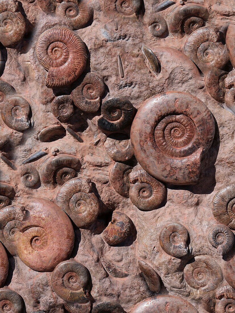 Jurassic ammonites