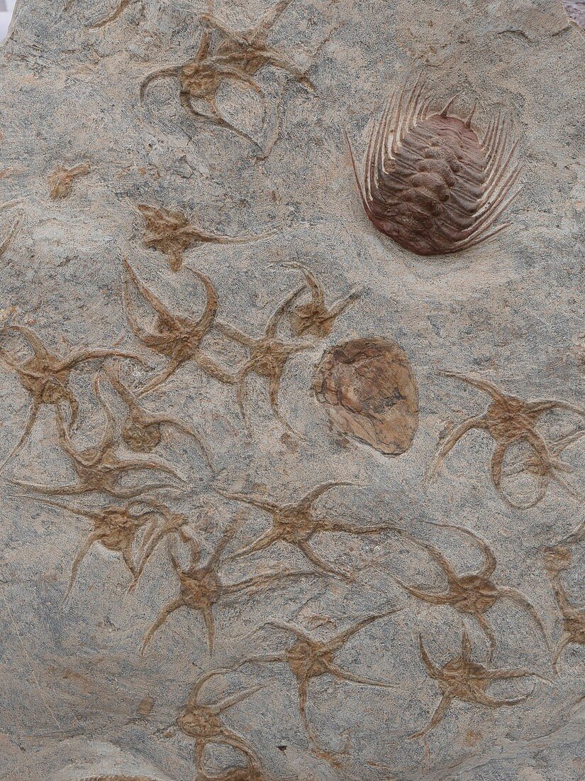 Ordovician marine fossils