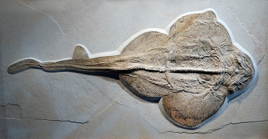 Jurassic shark fossil