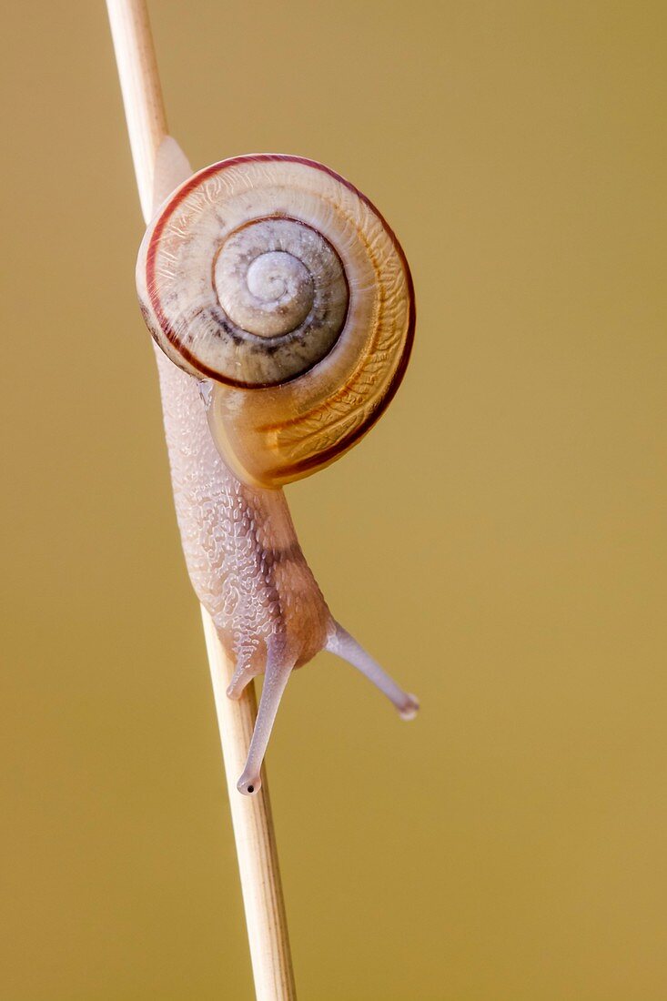 White-lipped Snail