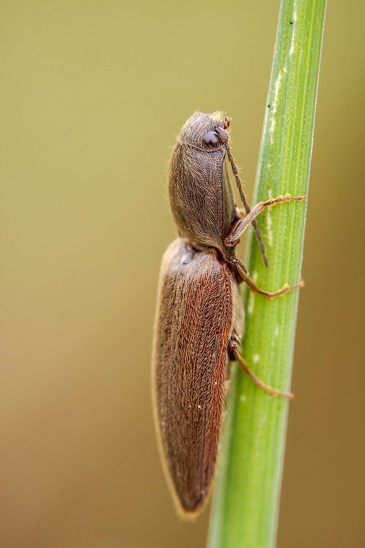 Click Beetle