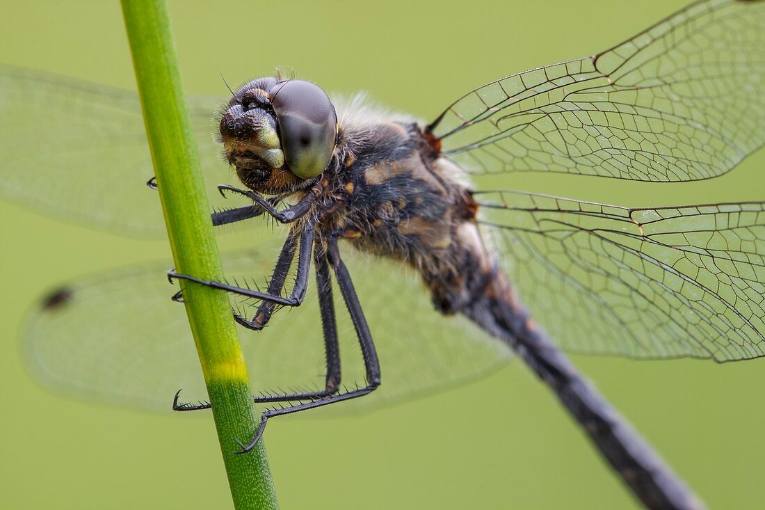 Black Darter