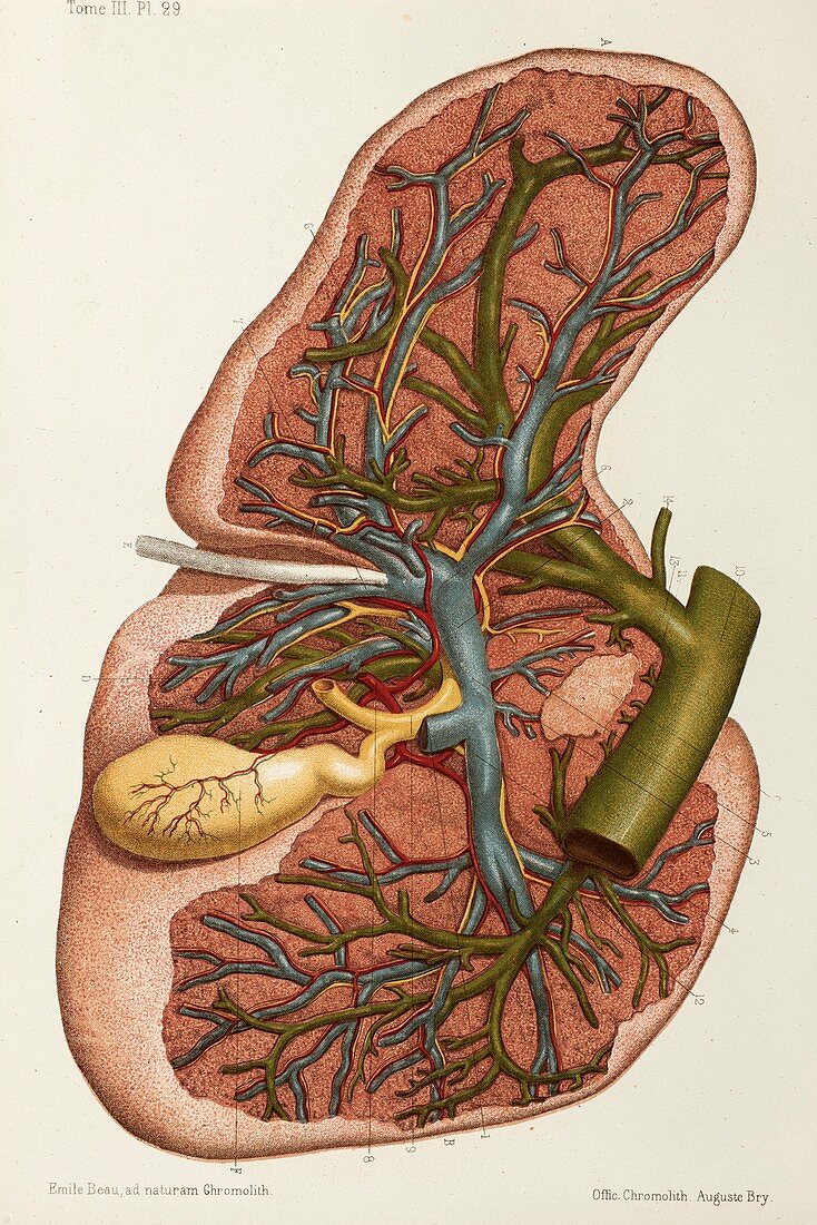 Liver vascular anatomy, 1866 illustration