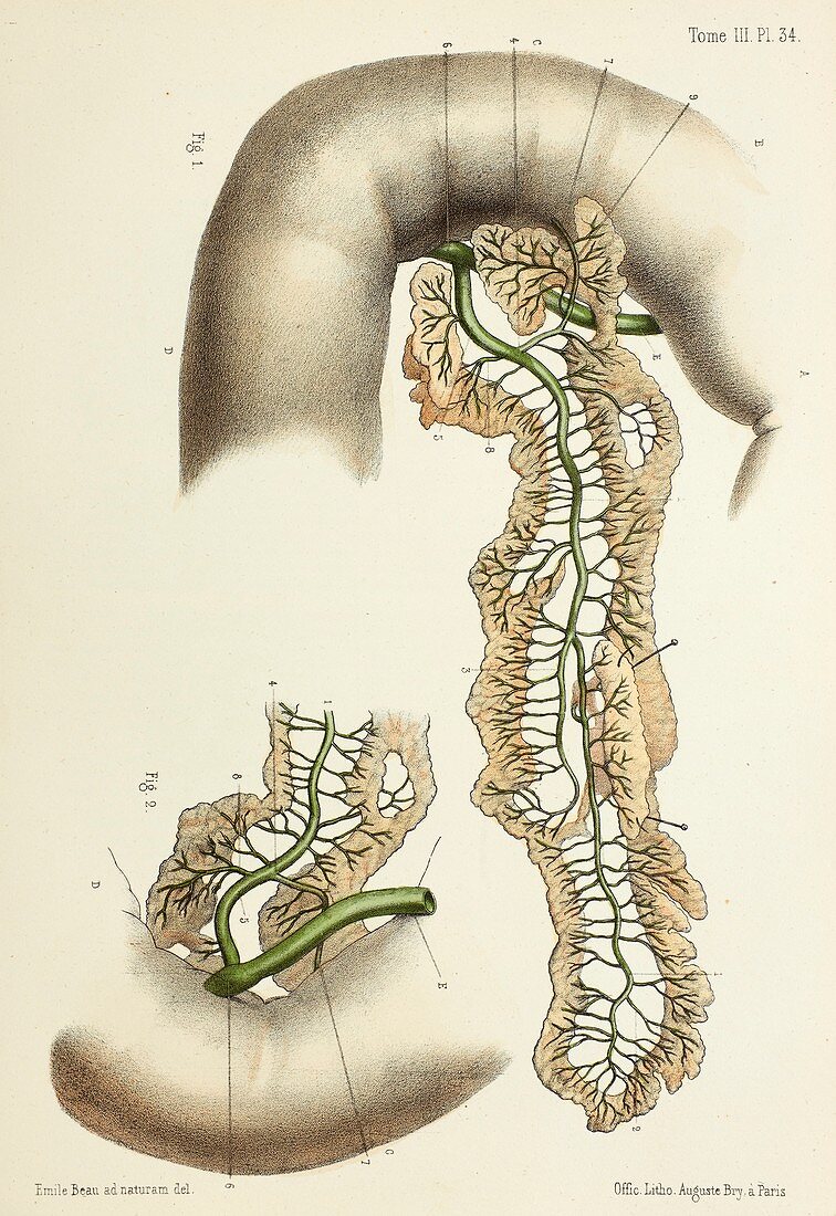 Pancreatic duct anatomy, 1866 illustration
