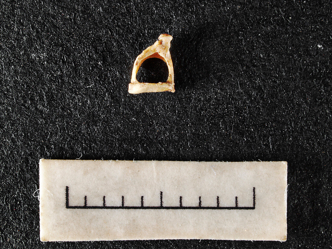 Fossil ear bone from Sima de los Huesos, Atapuerca