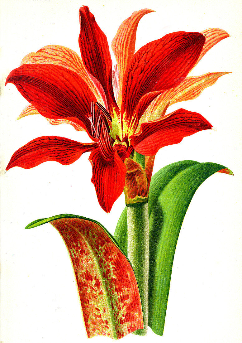Lily of the Palace, 19th century
