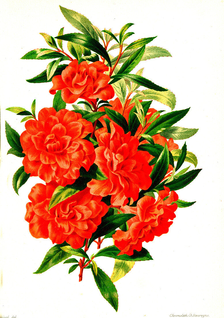 Azalea flowers, 19th century
