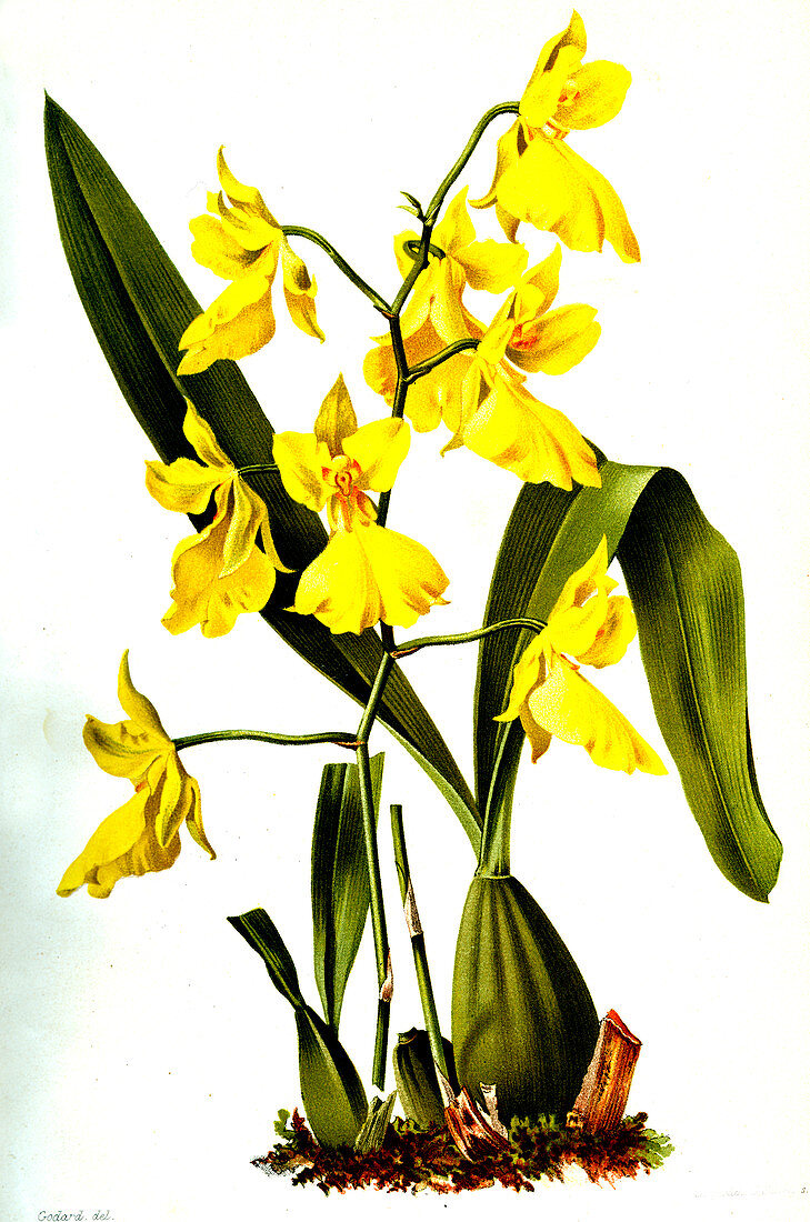 Oncidium concolor, 19th century