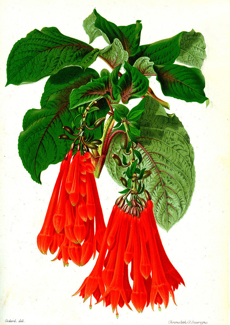 Fuchsia fulgens, 19th century